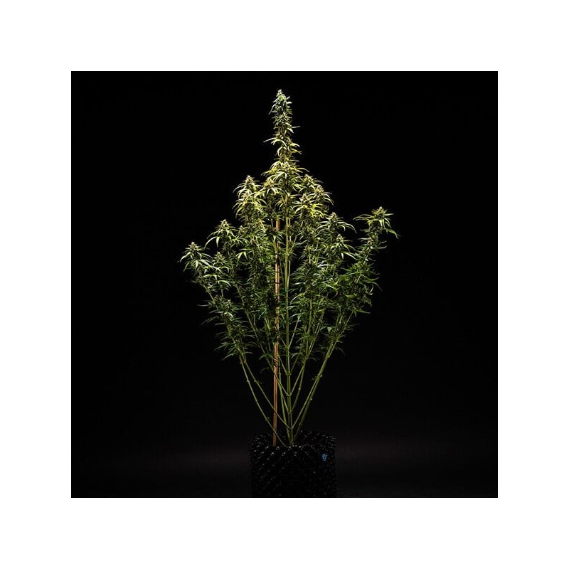 NYC Sour D Auto semi cannabis Royal Queen Seeds