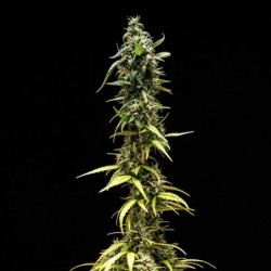 NYC Sour D Auto semi cannabis Royal Queen Seeds