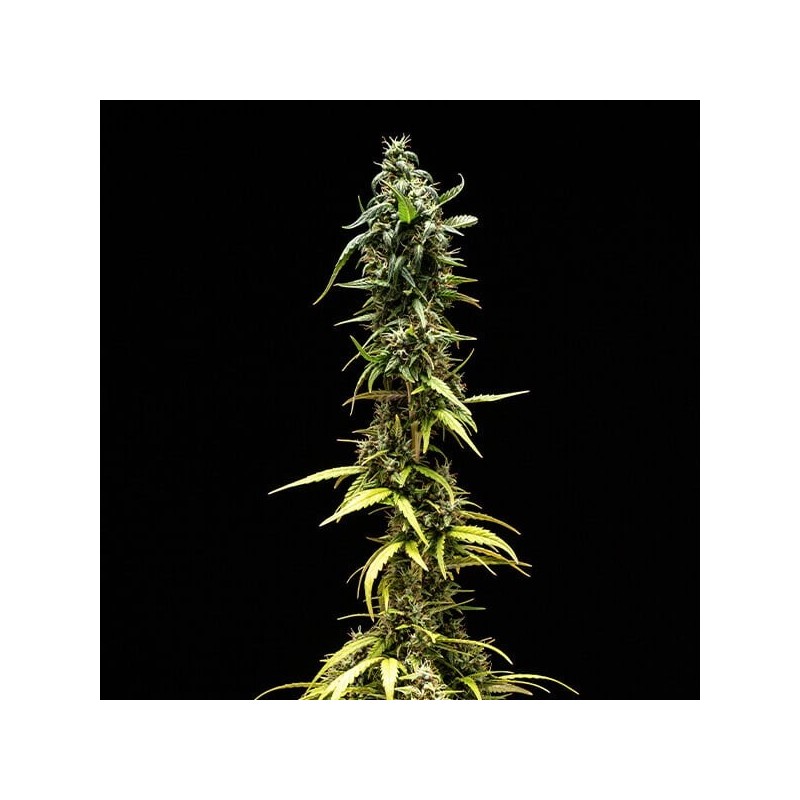 NYC Sour D Auto semi cannabis Royal Queen Seeds