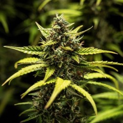 NYC Sour D Auto semi cannabis Royal Queen Seeds