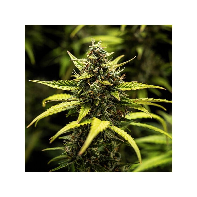 NYC Sour D Auto semi cannabis Royal Queen Seeds