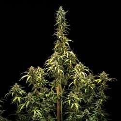 NYC Sour D Auto semi cannabis Royal Queen Seeds