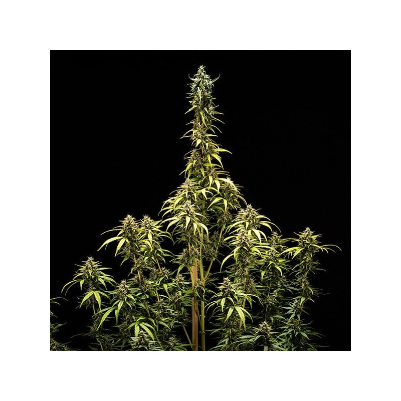 NYC Sour D Auto semi cannabis Royal Queen Seeds