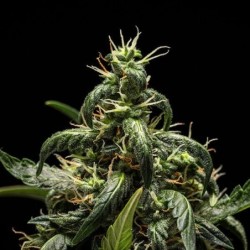 NYC Sour D Auto semi cannabis Royal Queen Seeds