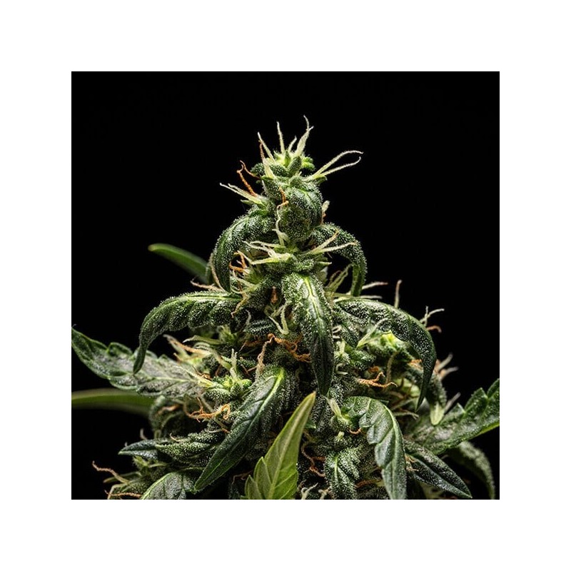 NYC Sour D Auto semi cannabis Royal Queen Seeds