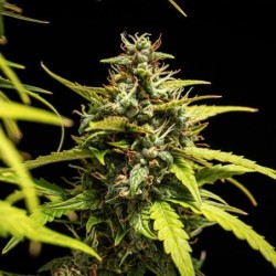 NYC Sour D Auto semi cannabis Royal Queen Seeds