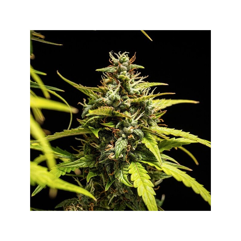 NYC Sour D Auto semi cannabis Royal Queen Seeds