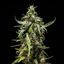 NYC Sour D Auto semi cannabis Royal Queen Seeds