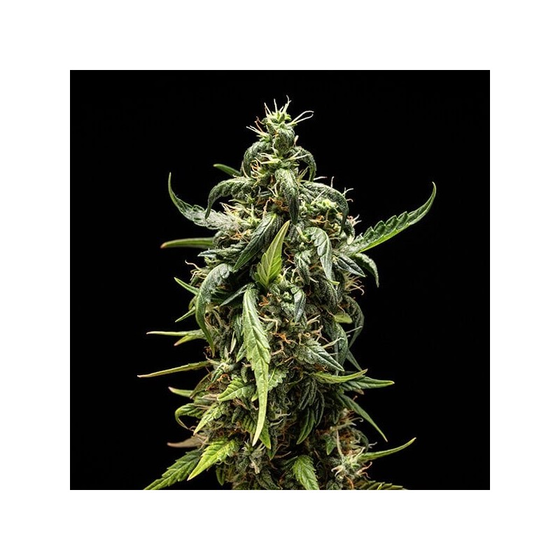 NYC Sour D Auto semi cannabis Royal Queen Seeds