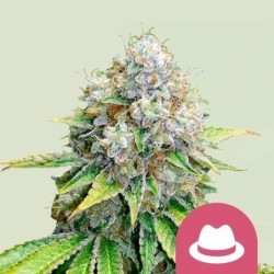 O.G. Kush semi cannabis Royal Queen Seeds