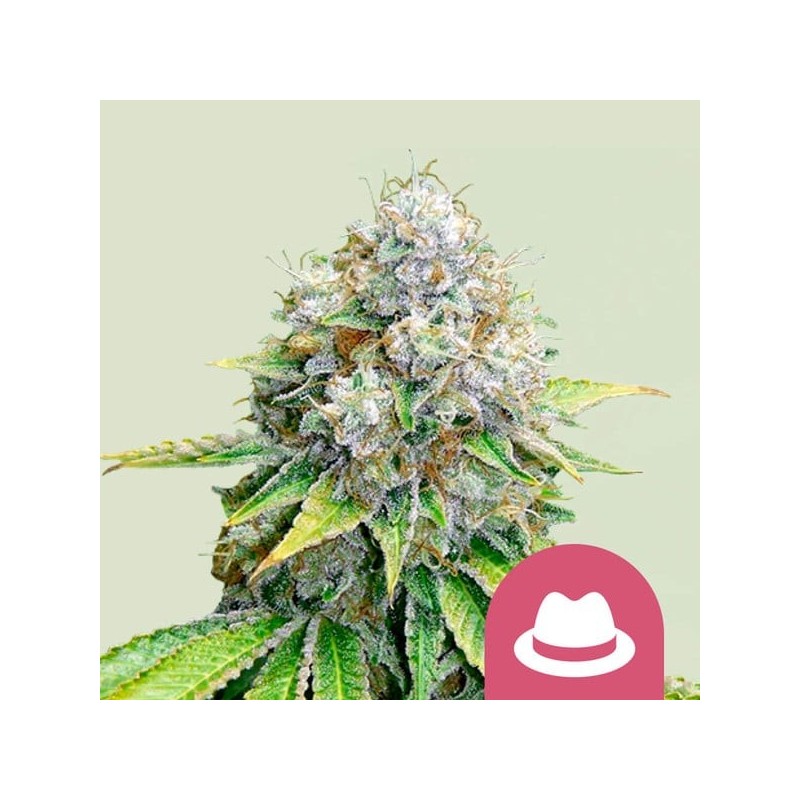 O.G. Kush semi cannabis Royal Queen Seeds