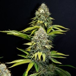 O.G. Kush semi cannabis Royal Queen Seeds