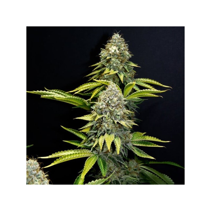 O.G. Kush semi cannabis Royal Queen Seeds