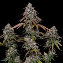 O.G. Kush semi cannabis Royal Queen Seeds