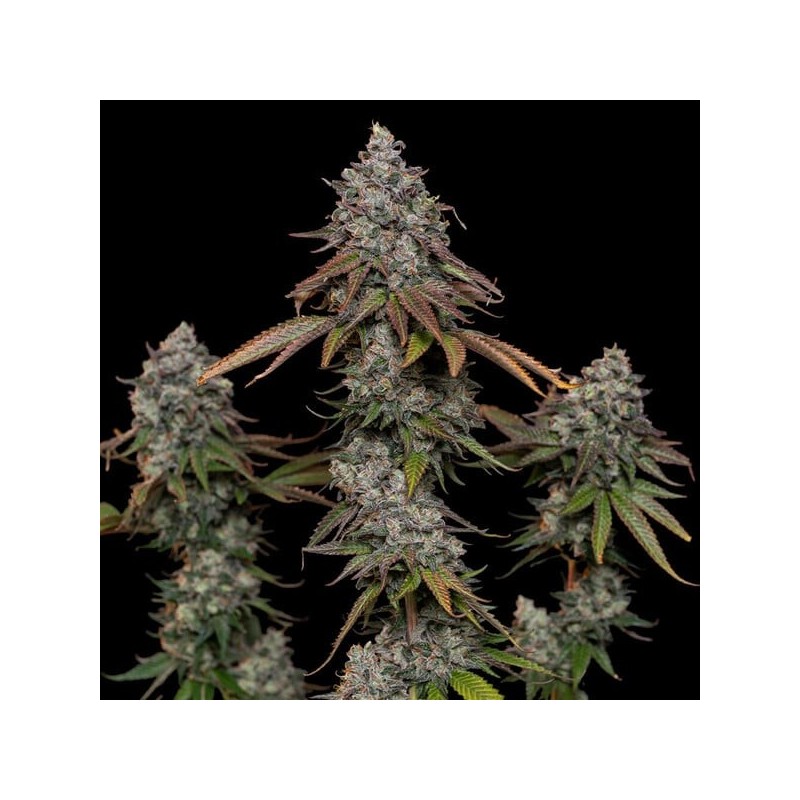 O.G. Kush semi cannabis Royal Queen Seeds