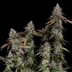 O.G. Kush semi cannabis Royal Queen Seeds