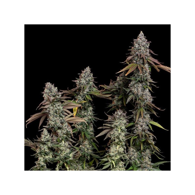 O.G. Kush semi cannabis Royal Queen Seeds