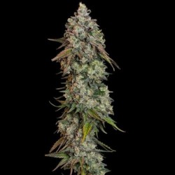 O.G. Kush semi cannabis Royal Queen Seeds