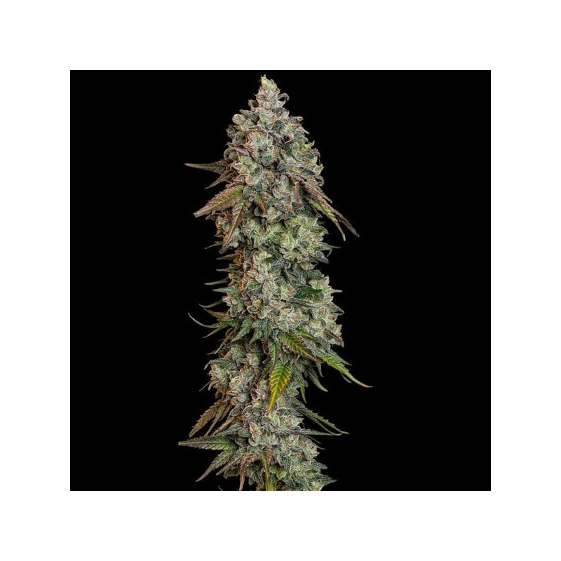 O.G. Kush semi cannabis Royal Queen Seeds