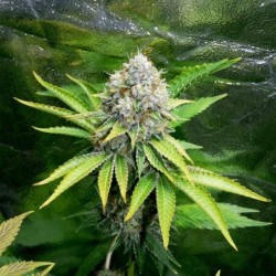 O.G. Kush semi cannabis Royal Queen Seeds