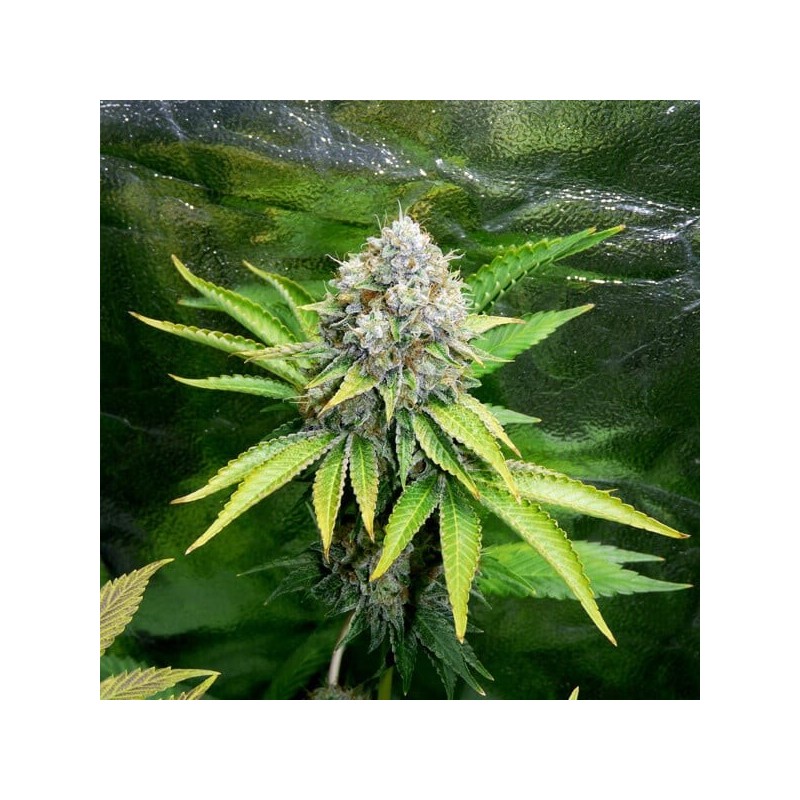 O.G. Kush semi cannabis Royal Queen Seeds