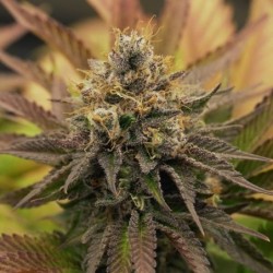O.G. Kush semi cannabis Royal Queen Seeds