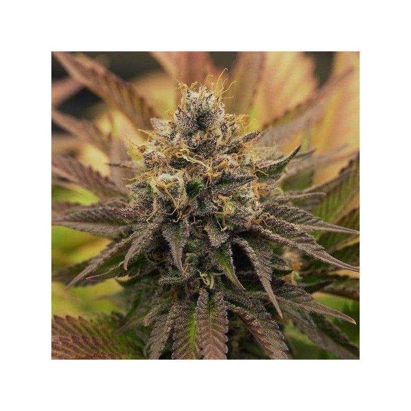 O.G. Kush semi cannabis Royal Queen Seeds
