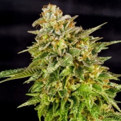 O.G. Kush semi cannabis Royal Queen Seeds