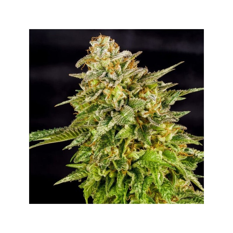 O.G. Kush semi cannabis Royal Queen Seeds