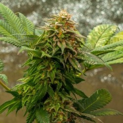 O.G. Kush semi cannabis Royal Queen Seeds