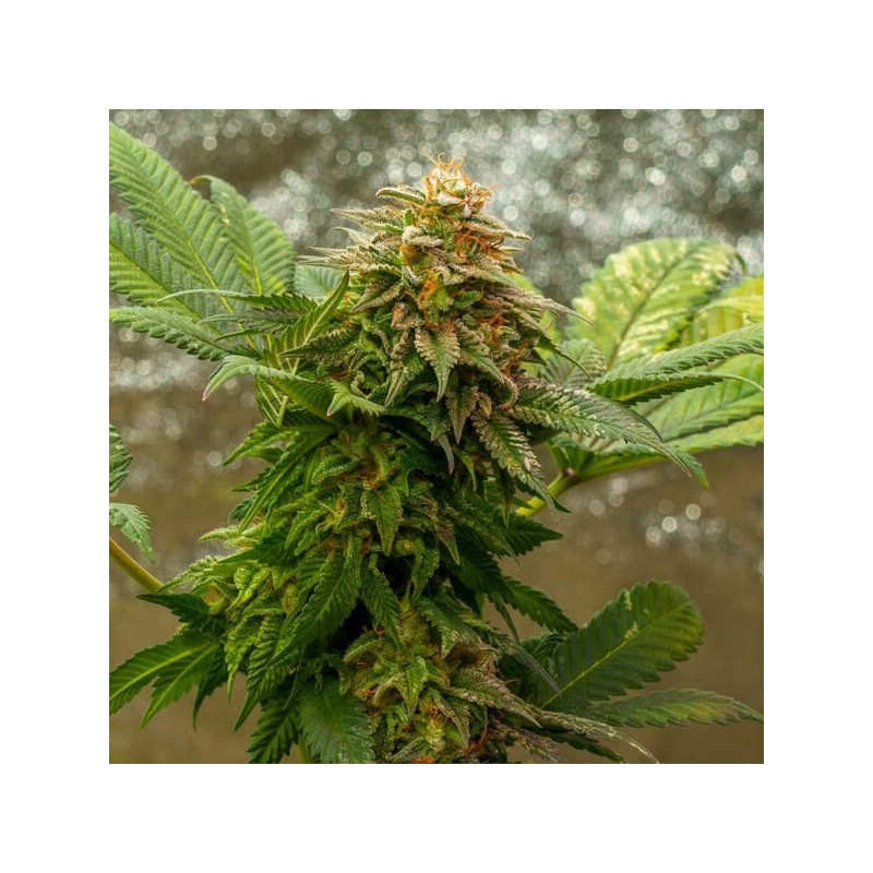 O.G. Kush semi cannabis Royal Queen Seeds