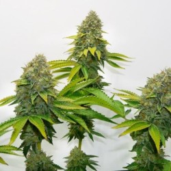 O.G. Kush semi cannabis Royal Queen Seeds
