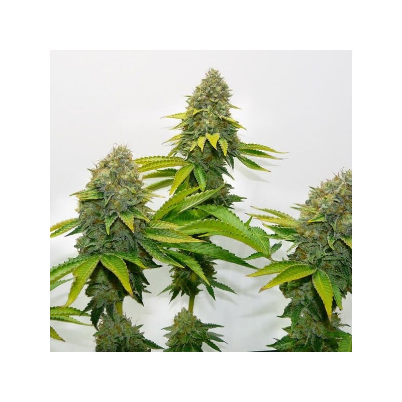 O.G. Kush semi cannabis Royal Queen Seeds