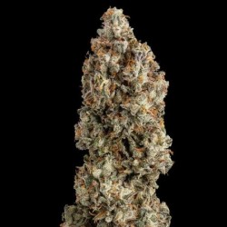 O.G. Kush semi cannabis Royal Queen Seeds
