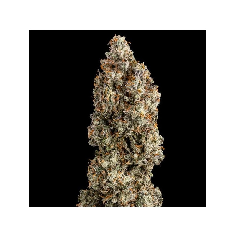 O.G. Kush semi cannabis Royal Queen Seeds