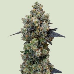 Orbital Banana F1 semi cannabis Royal Queen Seeds