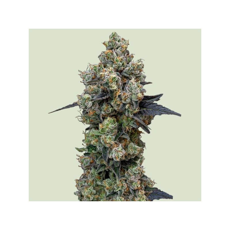 Orbital Banana F1 semi cannabis Royal Queen Seeds