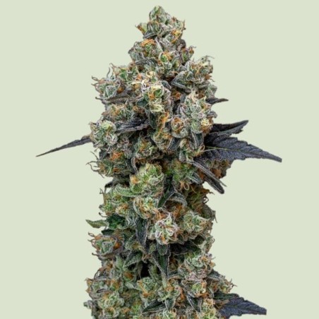 Orbital Banana F1 semi cannabis Royal Queen Seeds