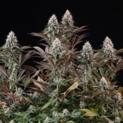 Orbital Banana F1 semi cannabis Royal Queen Seeds
