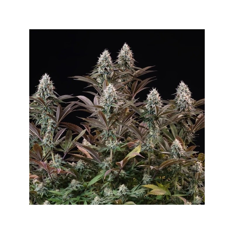 Orbital Banana F1 semi cannabis Royal Queen Seeds