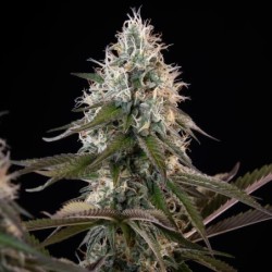 Orbital Banana F1 semi cannabis Royal Queen Seeds