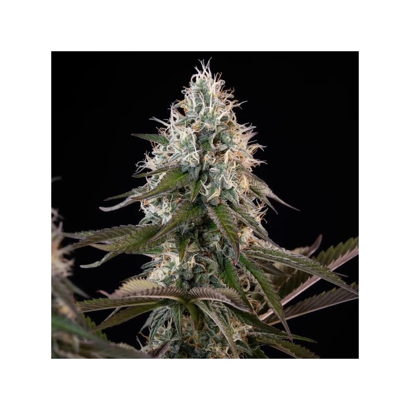 Orbital Banana F1 semi cannabis Royal Queen Seeds