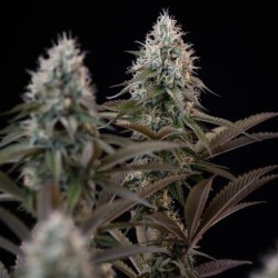 Orbital Banana F1 semi cannabis Royal Queen Seeds