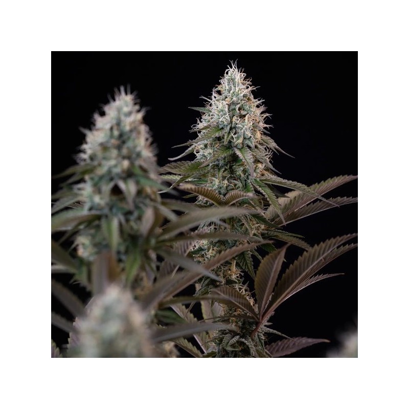 Orbital Banana F1 semi cannabis Royal Queen Seeds