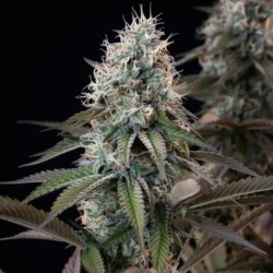Orbital Banana F1 semi cannabis Royal Queen Seeds