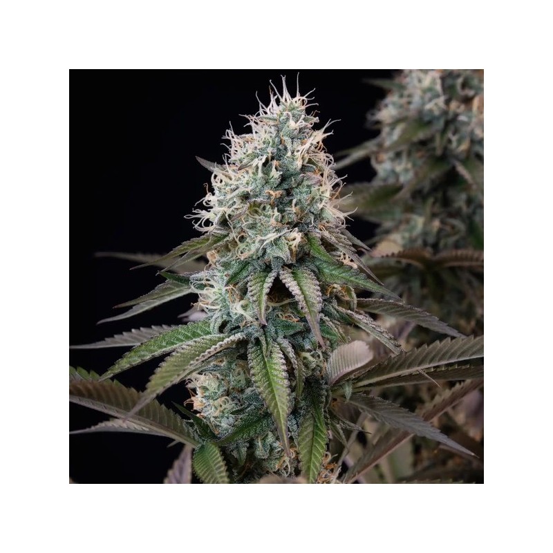 Orbital Banana F1 semi cannabis Royal Queen Seeds