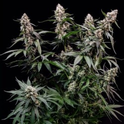 Orbital Banana F1 semi cannabis Royal Queen Seeds