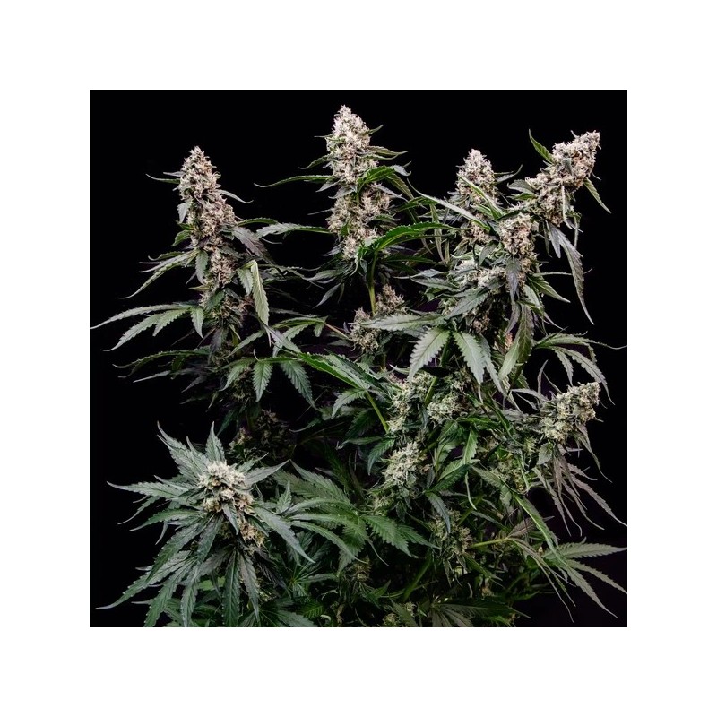 Orbital Banana F1 semi cannabis Royal Queen Seeds
