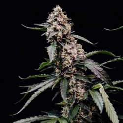 Orbital Banana F1 semi cannabis Royal Queen Seeds