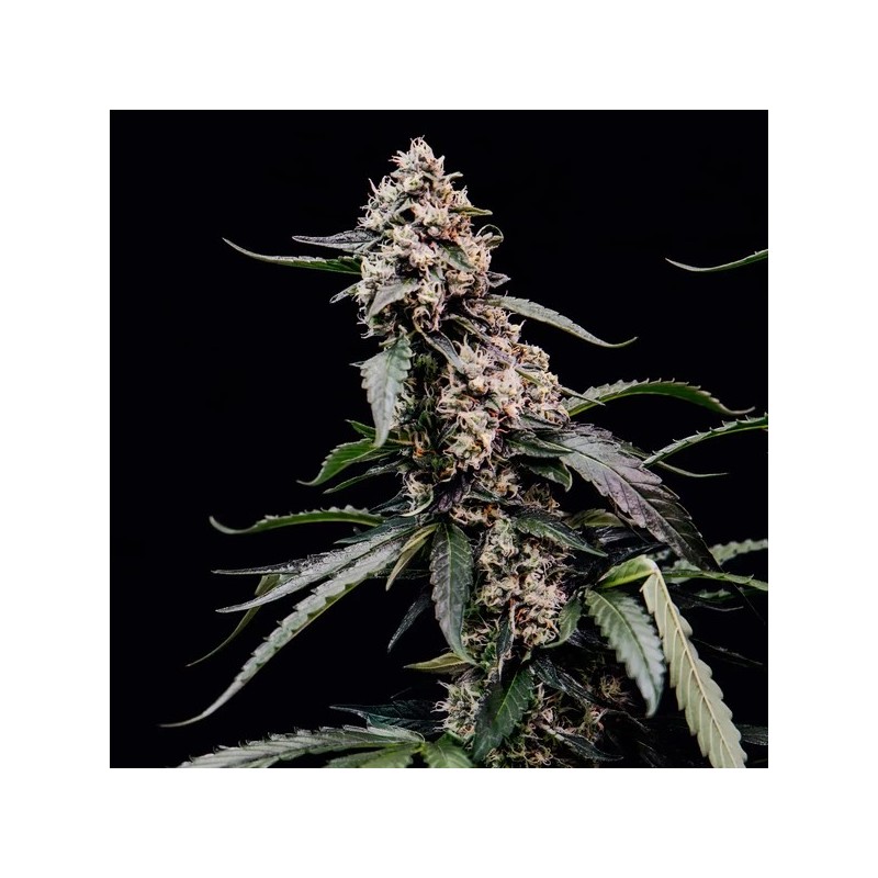 Orbital Banana F1 semi cannabis Royal Queen Seeds